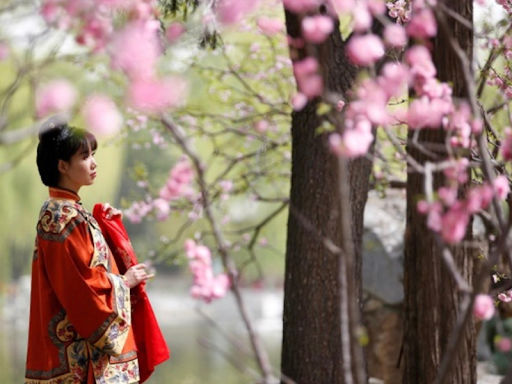 Ở Nhật, Tiết thanh minh là lúc mùa hoa anh đào nở rộ ở khắp đất nước, báo hiệu cho mùa xuân đã về
